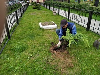 ул. Пионерская д.30 к.9 - высадка декоративных растений