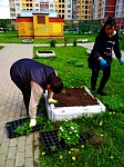 ул. Пионерская д.30 к.5- посадка цветов