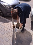 Выполнены работы по цементированию столбиков на тротуарах у дома 30 корп.9 по ул. Пионерской