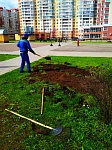 ул. Пионерская д.30 к.6- посадка цветов