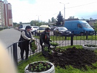 ул. Пионерская д.30 к.9- посадка цветов