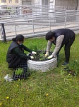 ул. Пионерская д.30 к.8- посадка цветов
